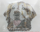 Bügelbild Strass Golden Retriever Goldy